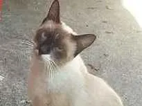 Gato raça siames idade 1 ano nome Arisco