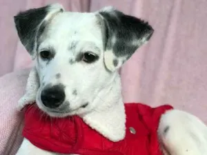 Cachorro raça SRD idade  nome Joca