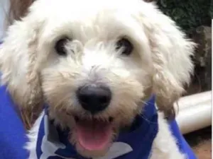 Cachorro raça SRD idade  nome Neco
