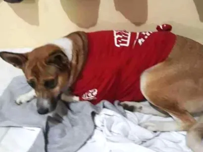 Cachorro raça  idade 2 anos nome Lola