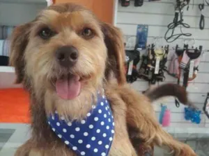 Cachorro raça SRD idade  nome Tom