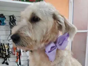 Cachorro raça SRD idade  nome Estrela