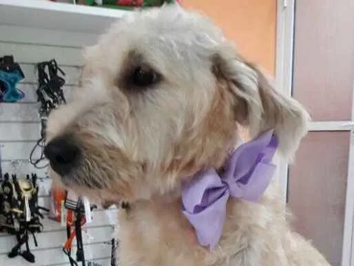 Cachorro ra a SRD idade  nome Estrela