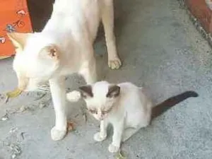 Gato raça siames idade 1 ano nome branquinho