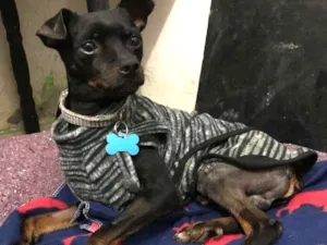 Cachorro raça SRD idade  nome Andrews