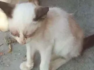 Gato raça Siamês idade 2 a 6 meses nome não tem nome