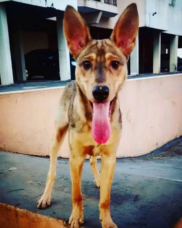 Cachorro ra a VIRA LATA idade 1 ano nome LARGADO