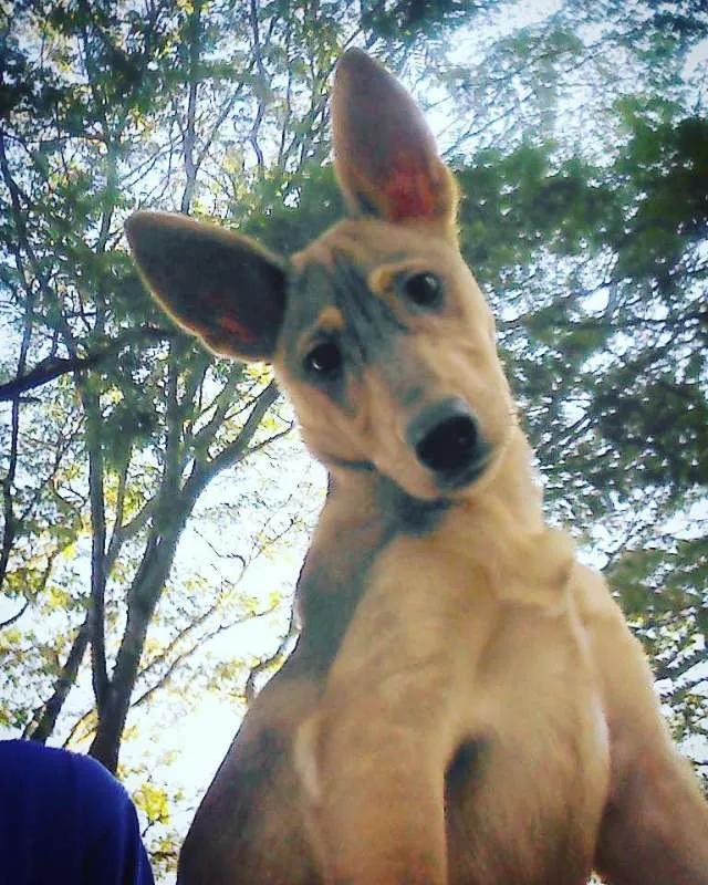 Cachorro ra a VIRA LATA idade 1 ano nome LARGADO
