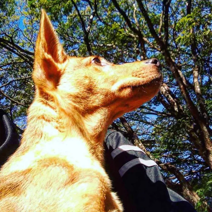 Cachorro ra a VIRA LATA idade 1 ano nome LARGADO