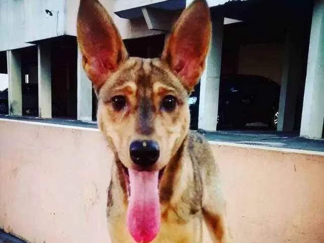 Cachorro ra a VIRA LATA idade 1 ano nome LARGADO