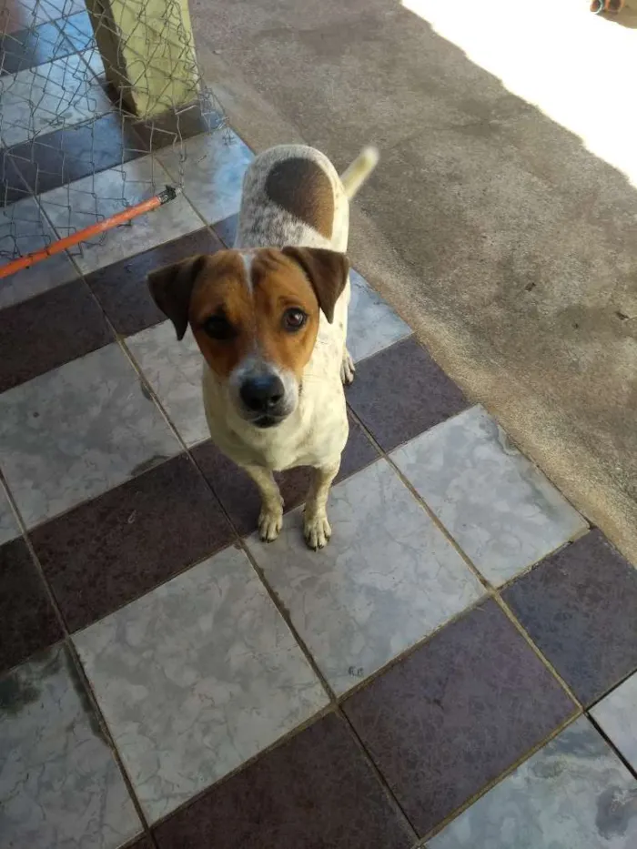Cachorro ra a Indefinida idade 3 anos nome Thor