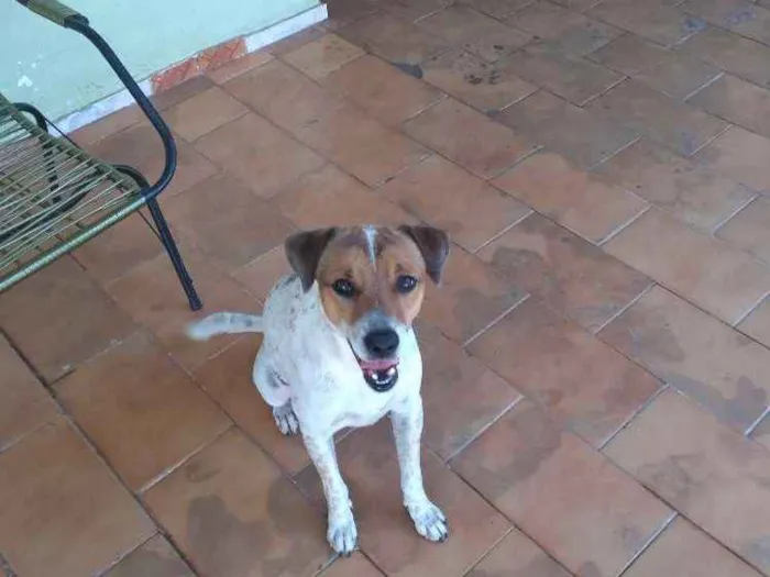 Cachorro ra a Indefinida idade 3 anos nome Thor