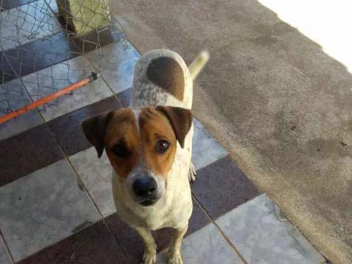 Cachorro ra a Indefinida idade 3 anos nome Thor
