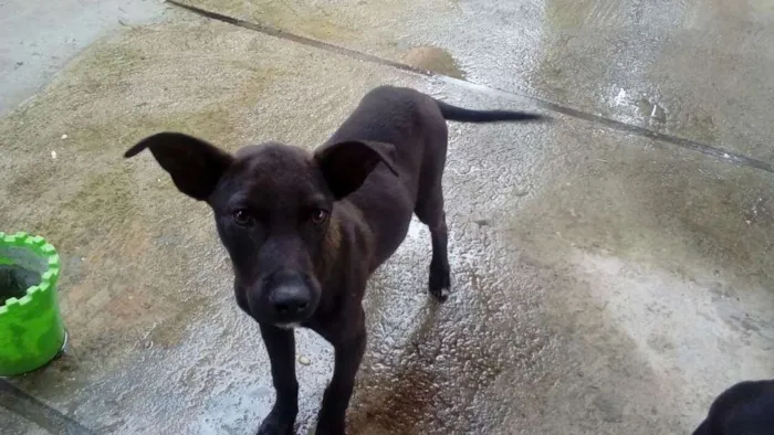 Cachorro ra a Labrador com Vira-lata  idade 2 a 6 meses nome Marley