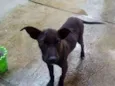 Marley