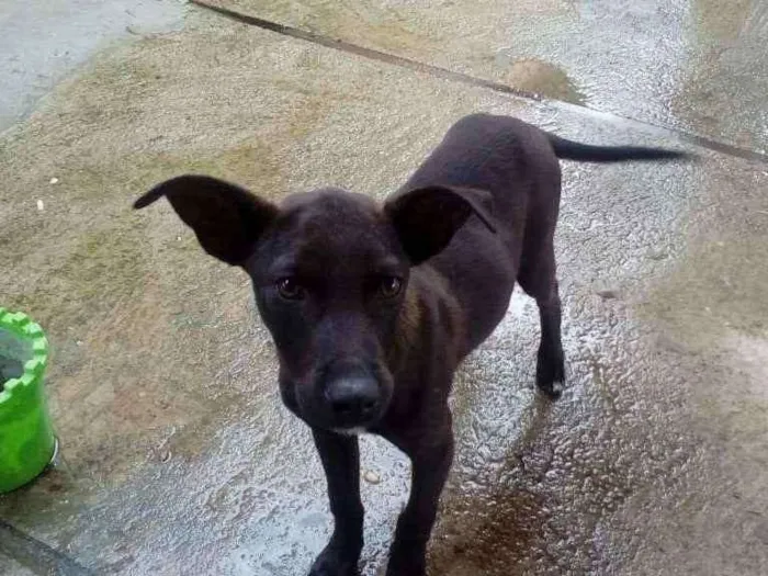 Cachorro ra a Labrador com Vira-lata  idade 2 a 6 meses nome Marley
