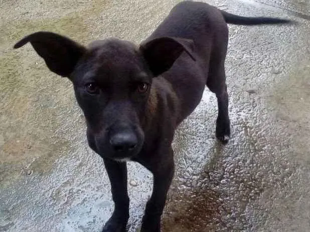 Cachorro ra a Labrador com Vira-lata  idade 2 a 6 meses nome Marley