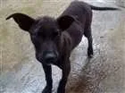 Cachorro raça Labrador com Vira-lata  idade 2 a 6 meses nome Marley
