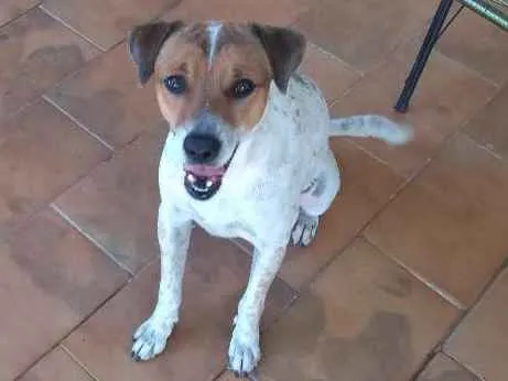 Cachorro ra a Indefinida idade 3 anos nome Thor