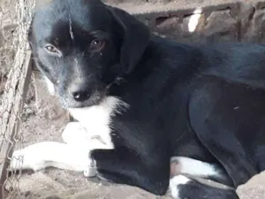 Cachorro raça Raciada com box idade 7 a 11 meses nome Yoda