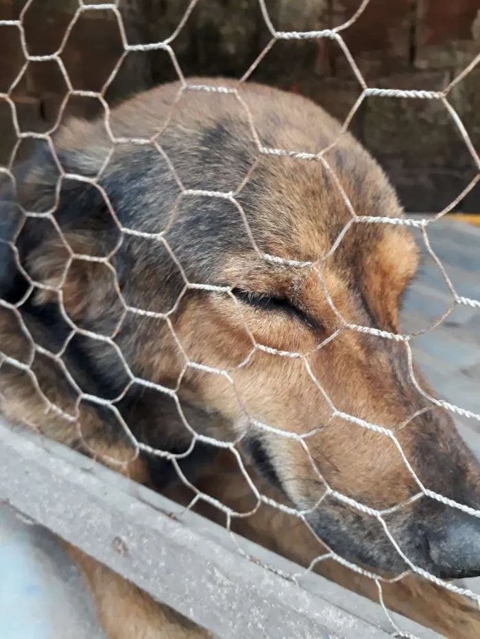 Cachorro ra a  idade 2 anos nome Luna