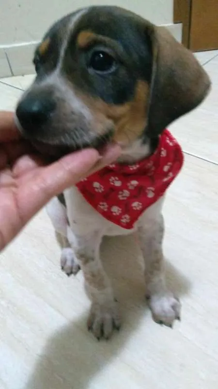 Cachorro ra a SRD idade Abaixo de 2 meses nome Sem nome