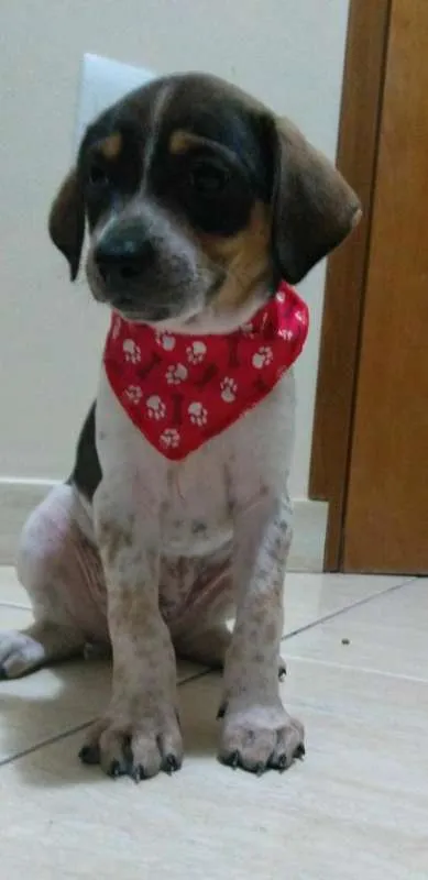 Cachorro ra a SRD idade Abaixo de 2 meses nome Sem nome