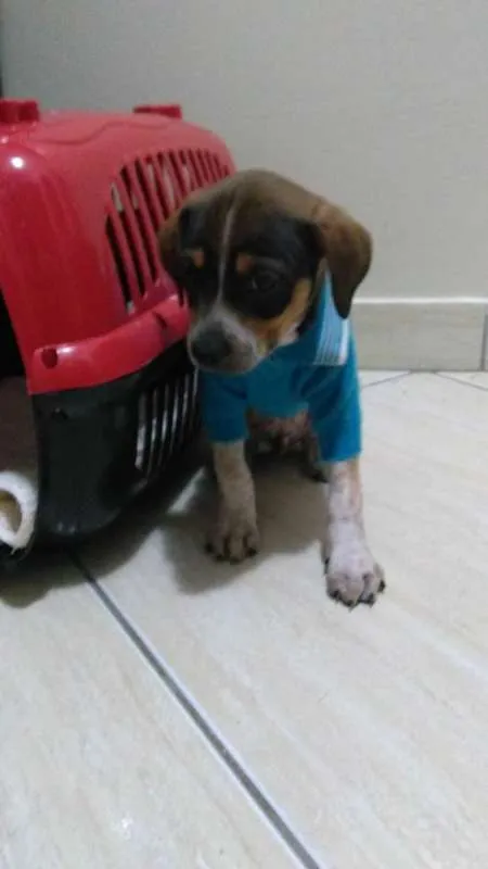 Cachorro ra a SRD idade Abaixo de 2 meses nome Sem nome