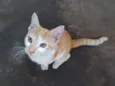 Gato