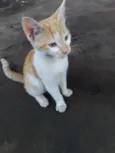 Gato