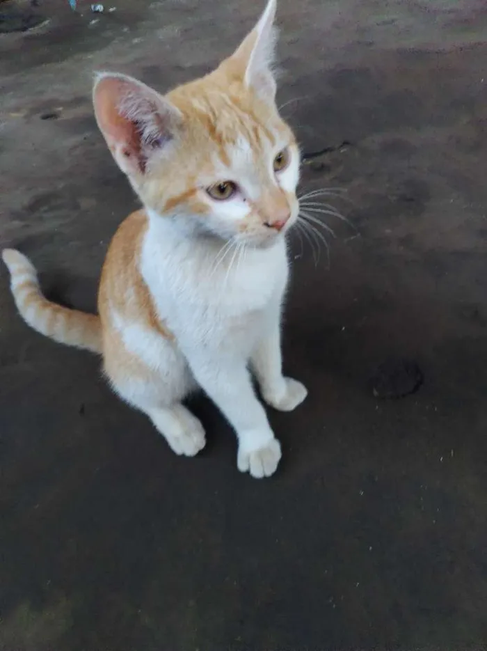 Gato ra a  idade 2 a 6 meses nome Gato