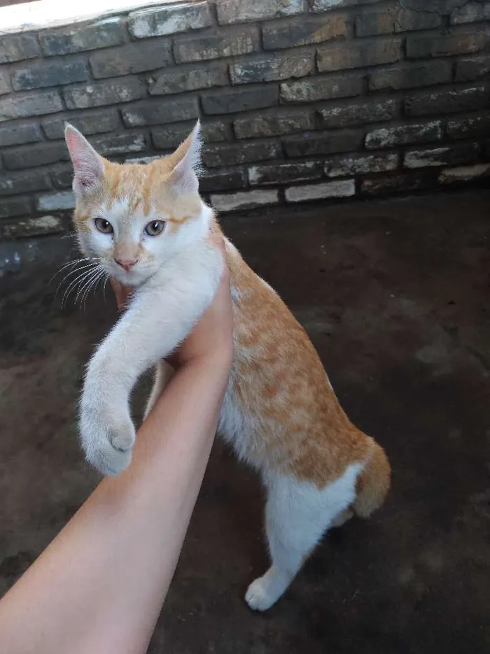 Gato ra a  idade 2 a 6 meses nome Gato