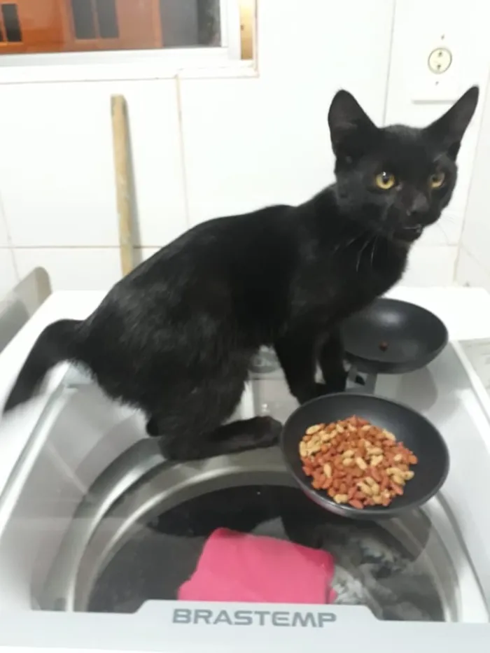 Gato ra a Srd idade 2 a 6 meses nome Sem nome