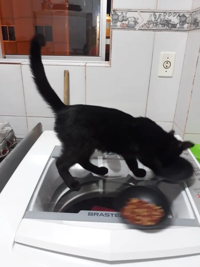 Gato ra a Srd idade 2 a 6 meses nome Sem nome