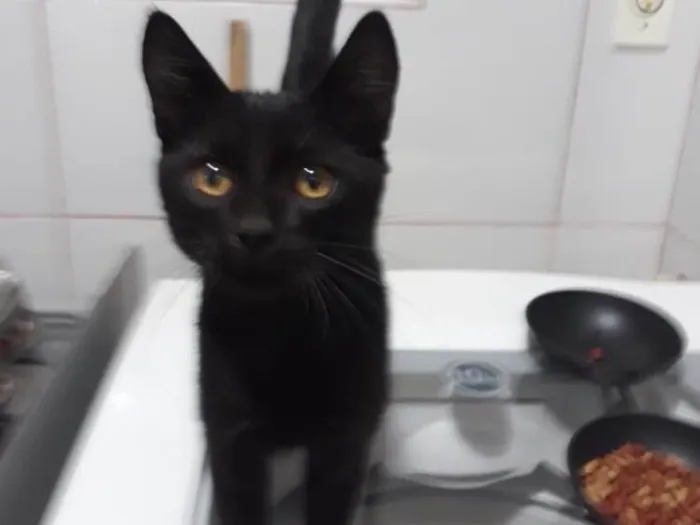 Gato ra a Srd idade 2 a 6 meses nome Sem nome