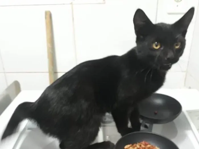 Gato ra a Srd idade 2 a 6 meses nome Sem nome