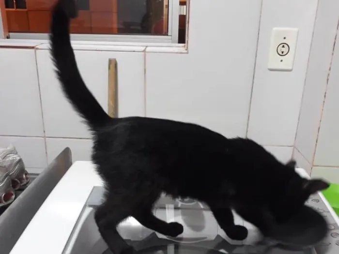 Gato ra a Srd idade 2 a 6 meses nome Sem nome