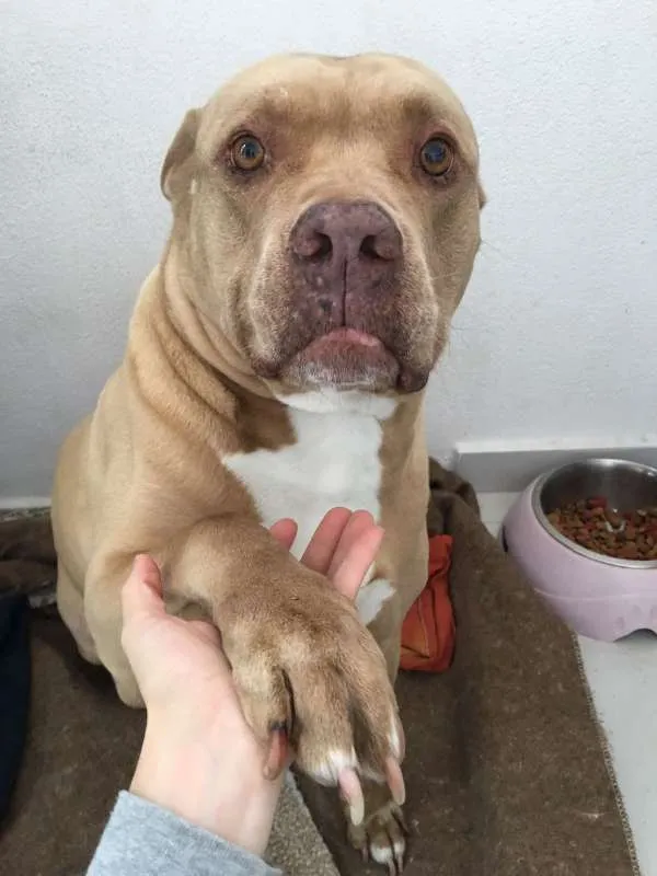 Cachorro ra a Pit-Bull idade 6 ou mais anos nome Flor