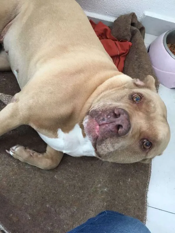Cachorro ra a Pit-Bull idade 6 ou mais anos nome Flor