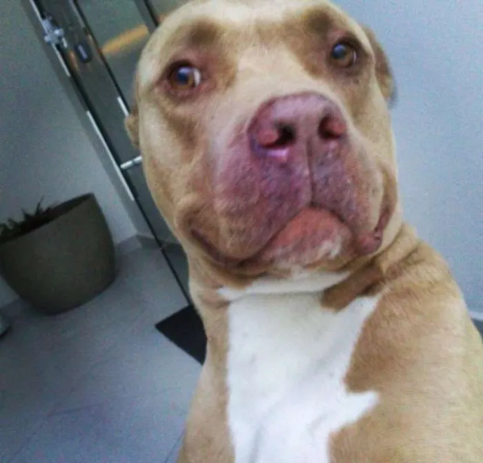Cachorro ra a Pit-Bull idade 6 ou mais anos nome Flor