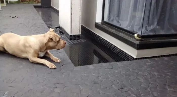 Cachorro ra a Pit-Bull idade 6 ou mais anos nome Flor