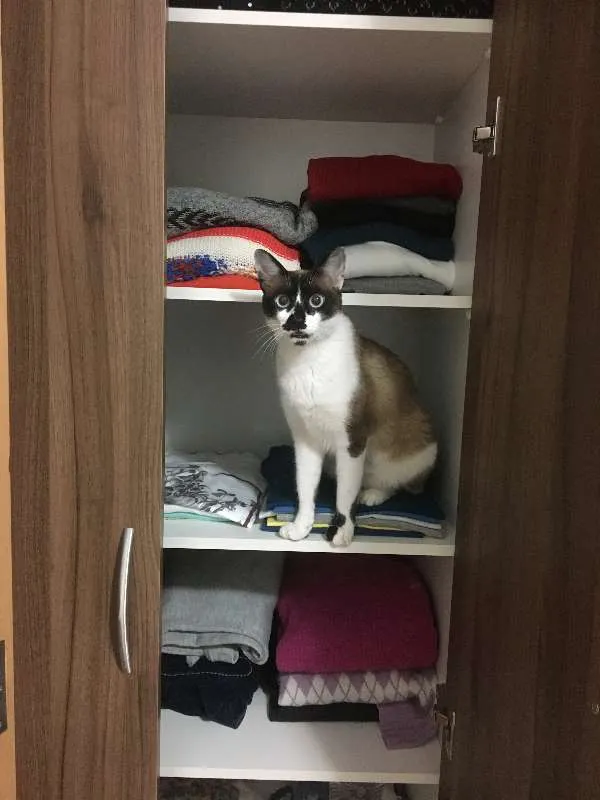 Gato ra a SRD idade 2 anos nome Nina
