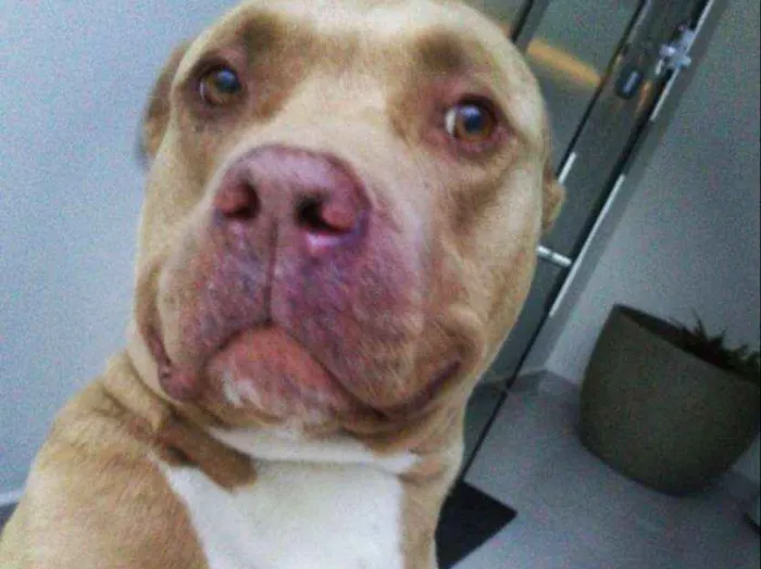Cachorro ra a Pit-Bull idade 6 ou mais anos nome Flor
