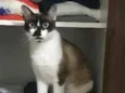 Nina