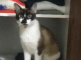 Gato ra a SRD idade 2 anos nome Nina