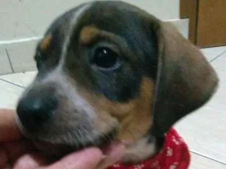 Cachorro ra a SRD idade Abaixo de 2 meses nome Sem nome