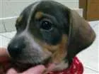 Cachorro raça SRD idade Abaixo de 2 meses nome Sem nome