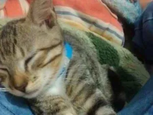 Gato raça sem raça  idade 7 a 11 meses nome Benny