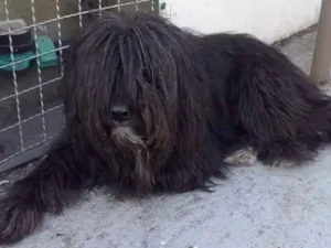 Cachorro raça ? idade  nome ?