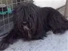 Cachorro raça ? idade  nome ?